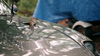 Squirrels and Datsuns, Contd.: A Chipped ZX